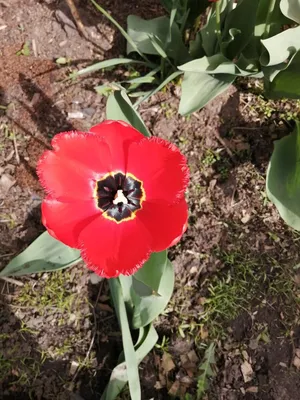 Как выглядят семена тюльпанов? Решили проверить | Позитив | Дзен