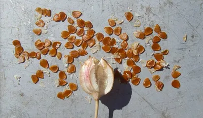 Семена тюльпанов из цветов (70 фото) »