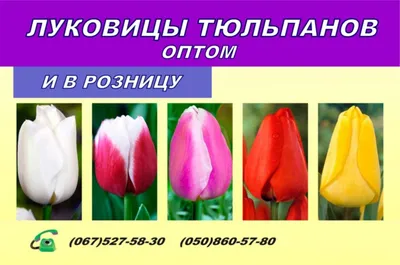 Семена тюльпана стоковое изображение. изображение насчитывающей капсула -  99133821