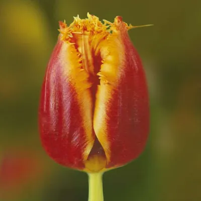 Как вырастить луковицы тюльпанов для выгонки - Agro-Market