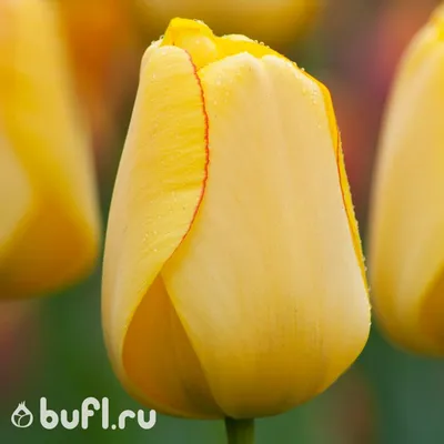 Триумф тюльпаны купить сорта тюльпанов с фото - Наша грядка