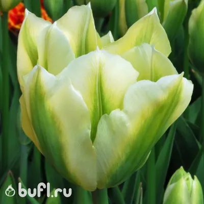 Луковицы тюльпанов, семена многолетних цветов Цветы России 174984298 купить  в интернет-магазине Wildberries