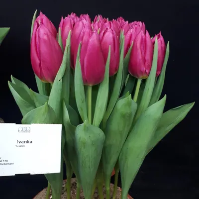 семена диких тюльпанов стоковое изображение. изображение насчитывающей  заводы - 215411111