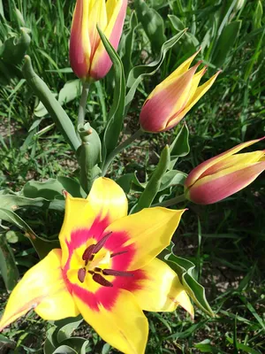 Купить луковицы тюльпанов Spring Green в интернет-магазине bufl.ru