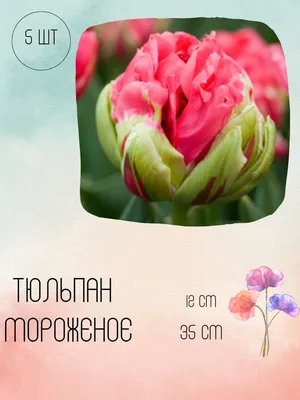 Семена тюльпан Blooming life Чайна Таун 1 уп. - купить в Москве, цены на  Мегамаркет