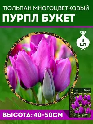 Луковицы тюльпанов от 64тг: продажа, цена в Алматы. Теплицы и комплектующие  к ним от \"ТОО AgroMaxCenter\" - 14112549