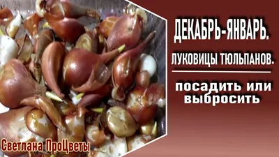 Принимаем заказы на луковицу тюльпана, гиацинта,: 50 KGS ➤ Цветы | Бишкек |  77121684 ᐈ lalafo.kg