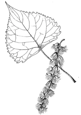 Семена тополя поглощенные в иглах сосны Стоковое Фото - изображение  насчитывающей хлопок, напольно: 150118254