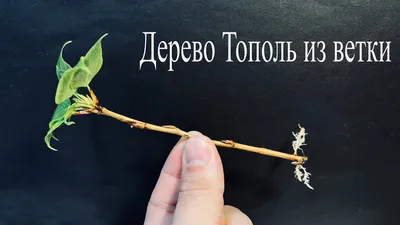 Тополь белый (Populus alba) купить в питомнике Зеленый Максимум