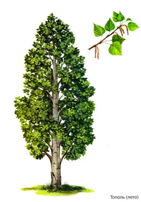 Тополь канадский, populus × canadensis