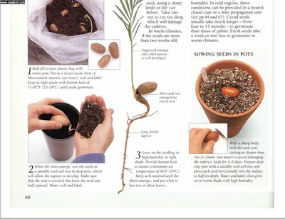 Cycas revoluta - Цикас Революта, Саговник - купить семена на Tropics Seeds.