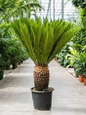 Cycas panzhihuaensis \"Dukou Sago Palm\" - БЪЛГАРСКИЯТ ПАЛМФОРУМ | THE  PALMFORUM OF BULGARIA