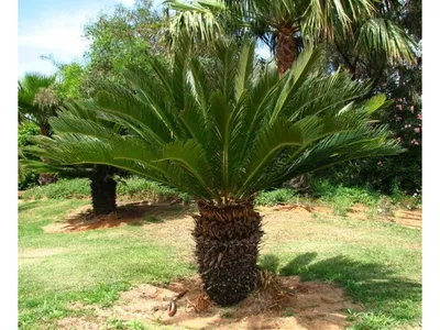 цикас пальмовое дерево с женскими семенами Стоковое Изображение -  изображение насчитывающей вентилятор, группа: 270213355