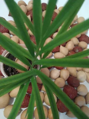Cycas revoluta | Отдел «Ботанические экспозиции»