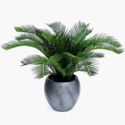 Цикас Революта (Cycas Revoluta)