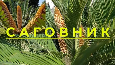 Цикас, саговая пальма - Cycas. Уход за саговником, фото