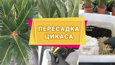 Цикас - купить пальму цикас и пальму арека, заказать домашнюю пальму в  студии фитодизайна и интернет магазине комнатных растений Флорен