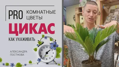 Цикас - oписание и уход на портале Ваш Сад