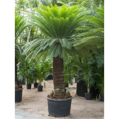 Cycas Revoluta (Цикас) цены 240 - 350грн. - 550грн. (ID#1364406622), цена:  350 ₴, купить на Prom.ua