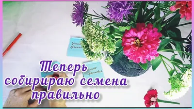 Семена цинии Лилипут Микс от 10 шт Floragran купить в Украине - фото,  отзывы, описание ᐉ Agriks.com.uа