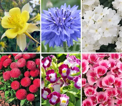 Комплект из 100 видов семян цветов «Цветочное настроение» – купить в  питомнике \"КСП\" с доставкой по России