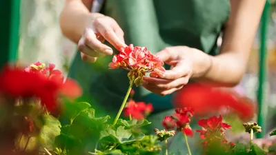 Семена цветов, Русский огород, в ассортименте - купить в интернет-магазине  Fix Price в г. Москва
