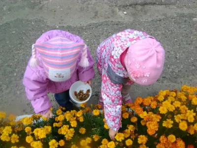 Где купить семена цветов оптом в Новосибирске - АГРО СЕМЕННАЯ КОМПАНИЯ