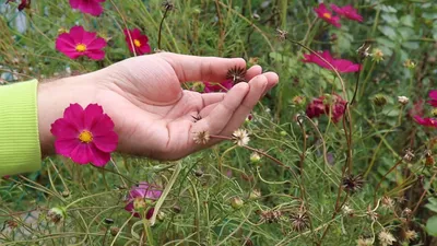 Семена цветов Малопа \"Беляна\" купить по цене 45 ₽ в интернет-магазине  KazanExpress