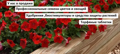 Купить семена цветов Петуния почтой в Беларуси в интернет-магазине, каталог  семян с ценами
