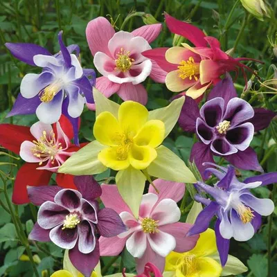 Семена однолетних цветов купить недорого | интернет магазин Цветочный  Дворик | Киев, Украина