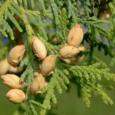Туя западная видовая семена 50 ШТ | AliExpress