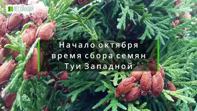 🌱 Семена Туя Восточная Окул (Биота), Семена, 25 шт. Цена от 350 руб. В  наборе качественные семена, инструкция и советы по проращиванию дерева  дома. Купить с доставкой и онлайн оплатой. - интернет-магазин Лесландия