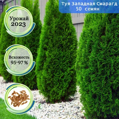 Семена туи западной колоновидной / Thuja occidentalis columna, ТМ OGOROD -  100 семян купить недорого в интернет-магазине семян OGOROD.ua