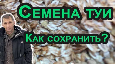 Туи семен - купить по выгодным ценам в интернет-магазине OZON (1217697770)