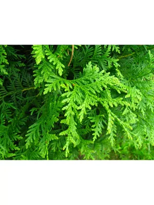 Туя западная Брабант (Thuja occidentalis Brabant) СЕМЕНА 50шт + подарочные  семена | AliExpress