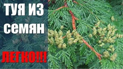 Туя складчатая, горная (около 200 семян).