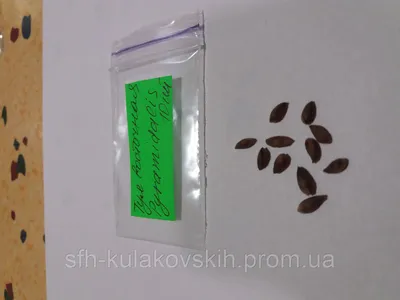 Туя складчатая - Туя гигантская - Туя пликата (лат. Thuja plicat) семена  35шт — купить в интернет-магазине по низкой цене на Яндекс Маркете