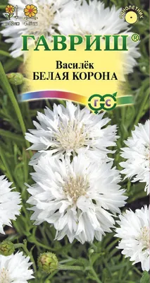 Купить семена василька белая корона | \"СЕМЕНА-БАЗА.РФ\" интернет-магазин в  Волгограде