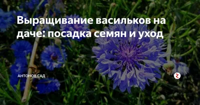 Выращивание васильков на даче: посадка семян и уход | Антонов сад - дача и  огород | Дзен