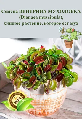 Семена Венериной мухоловки 5 шт. (ID#1346316548), цена: 45 ₴, купить на  Prom.ua