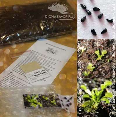 Семена Dionaea muscipula Typical form, семена венериной мухоловки, семена  хищного растения, настоящие семена венериной мухоловки, семена плотоядного  растения