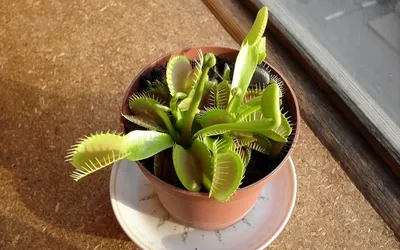 Венерина мухоловка Venus flytrap Dionaea muscipula - семена или плотоядное  растение - Sikumi.lv. Идеи для подарков