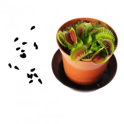Семена ВЕНЕРИНА МУХОЛОВКА 5 шт, сорт RED LINE (Dionaea RED LINE) хищное  растение, поедающее мух | AliExpress
