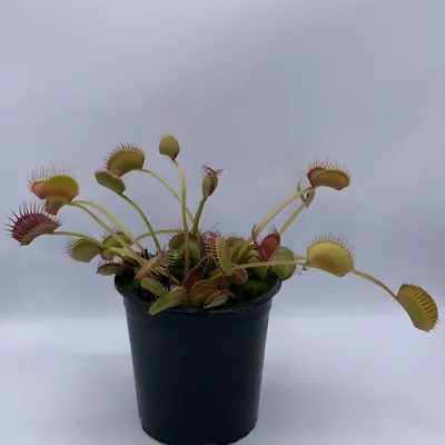 Dionaea muscipula (Венерина мухоловка) - уход, описание и содержание -  «Dionaea» интернет-магазин Хищных растений и семян