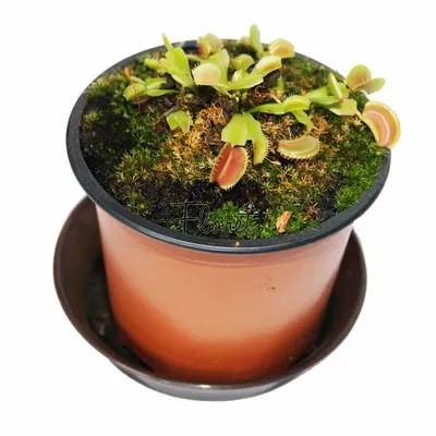 Семена Венериной Мухоловки Red (mix) 7 шт. - «Dionaea» интернет-магазин  Хищных растений и семян