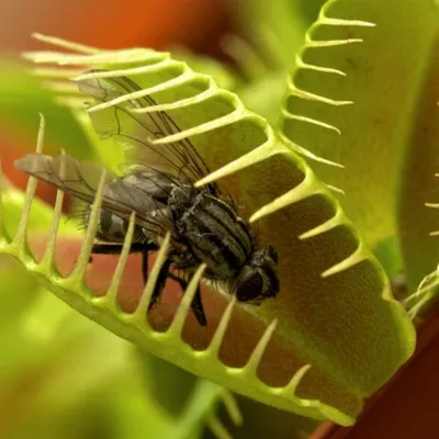 Никогда не заказывайте семена Венериной мухоловки на Алиэкспресс. Никто ещё  не вырастил из них ни одну мухоловку. Также не советуем… | Flora, Pitcher  plant, Exotic