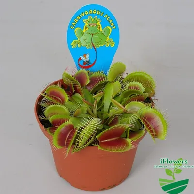 Семена ВЕНЕРИНА МУХОЛОВКА 5 шт (Dionaea muscipula) хищник