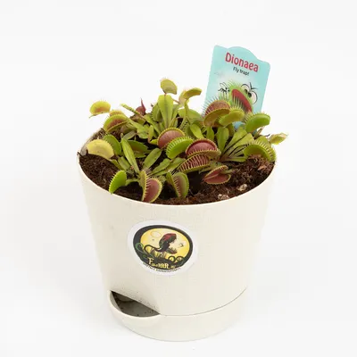 Купить Семена Венерины мухоловки (venus flytrap) (Венера мухоловка) в  интернет-магазине Exotic-TM