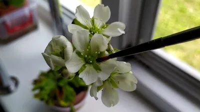 Венерина Мухоловка (Дионея) растение – хищник купить в СПб в интернет –  магазине