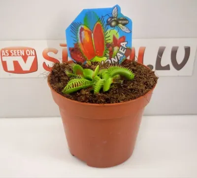 Купить Семена Венерины мухоловки (venus flytrap) (Венера мухоловка) в  интернет-магазине Exotic-TM